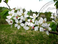 Груша кавказская - цветущая ветвь